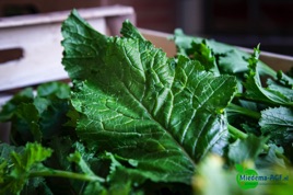 Miedema-AGF Cima di Rapa Miedema-AGF Cima di Rapa